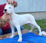 Dog argentinian/ dogo arfentino