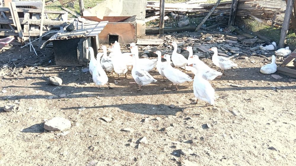 Vand gaste 16 bucati