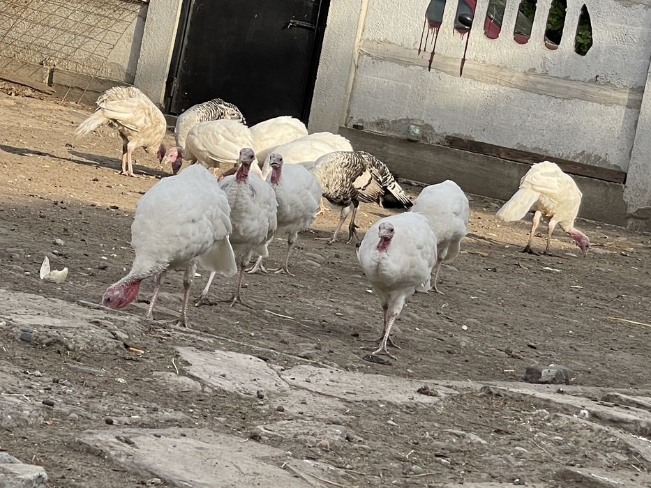 Vând pui de curcă