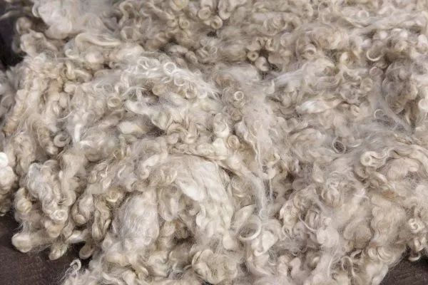 Ешки Тери козья шкуры ,сиыр Тери прием