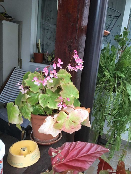 Plante naturale de interior (apartament/birou/hotel/scoala/gradinita)