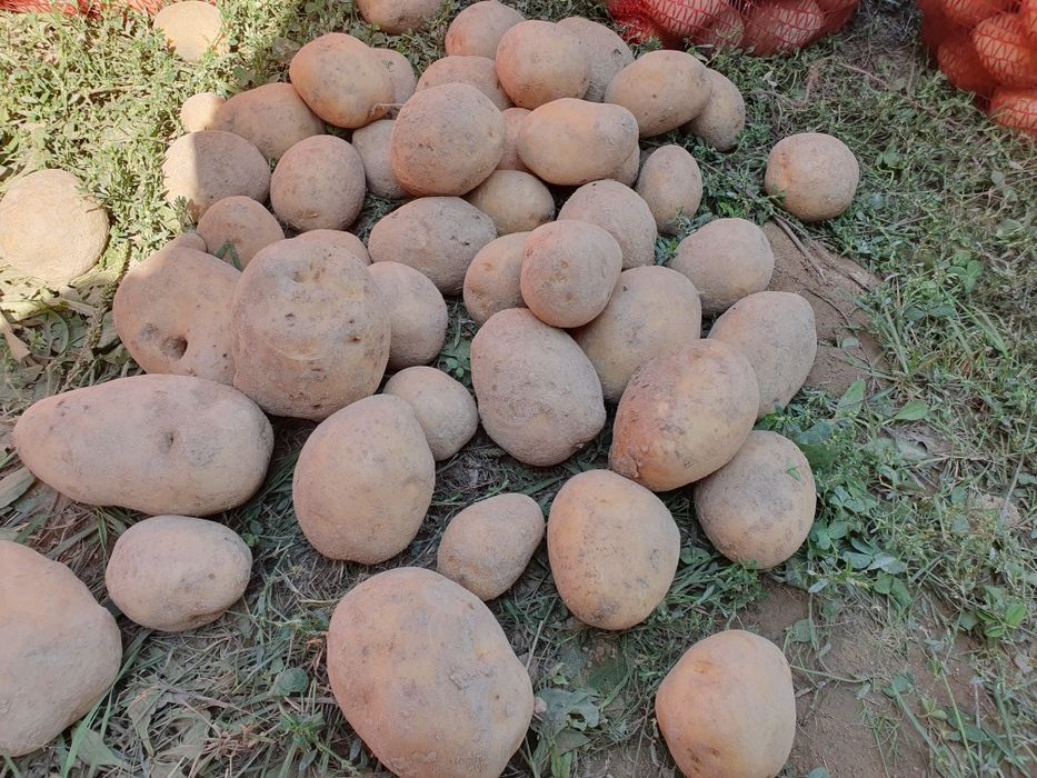 Vând cartofi de consum și pentru animale