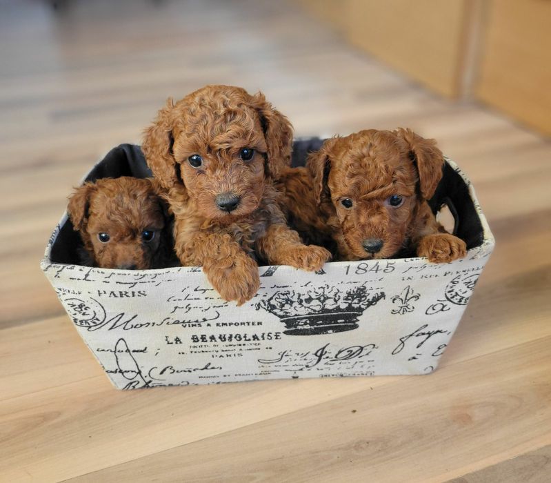 Той пудел/Мини пудел