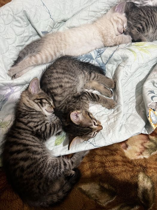 Отдам в добрые руки