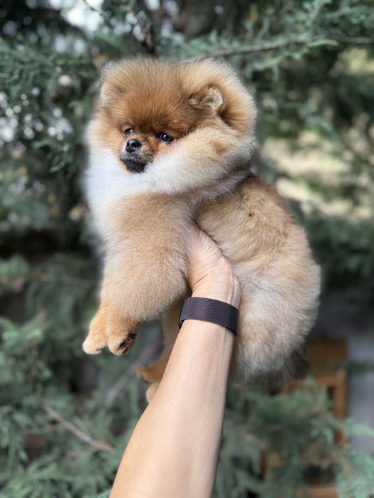 Pomeranian mascul cu pedigree FCI