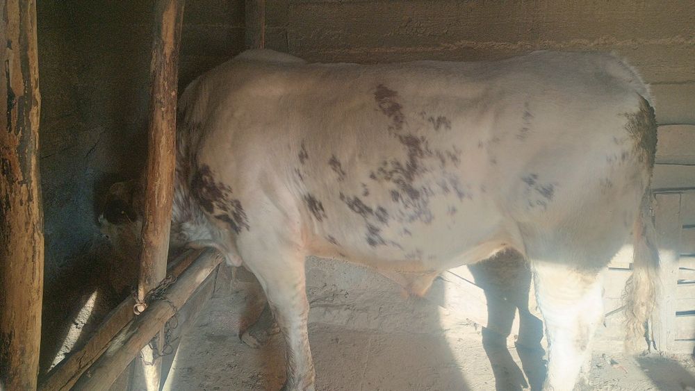 Taur belgian pe roșu