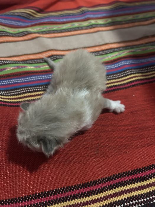 4 puiuti de pisica