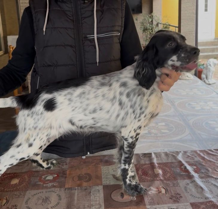 Английски сетери