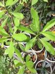 Plante Arbore de cauciuc