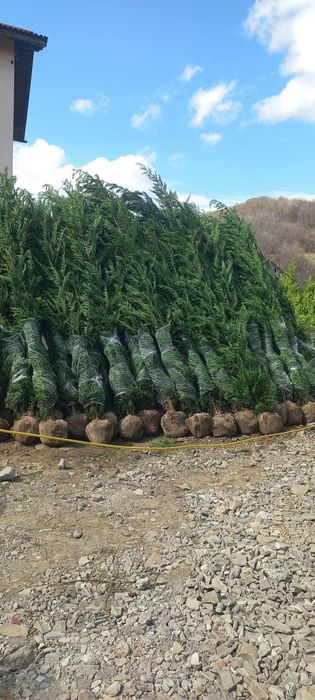 Leylandii 2.5m - 3m ideal pentru formarea unui gard viu