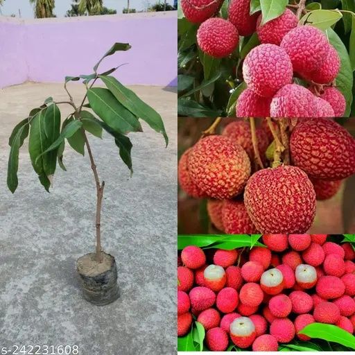 Arbuști Fructiferi  Litchi