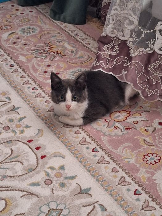 Отдам в хорошие руки