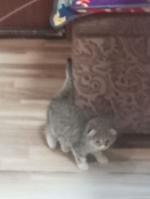 Продается котенок 400 тысяча сум