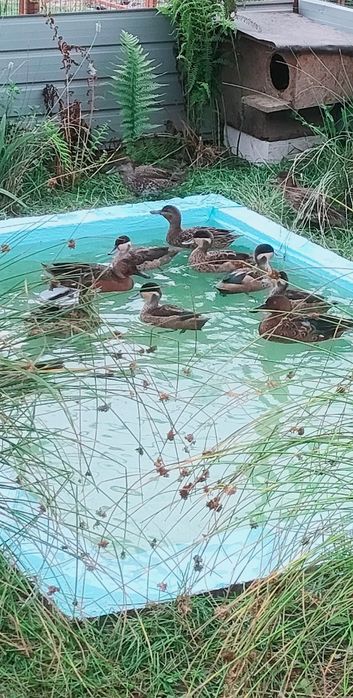 Rațe mandarine, Hottentota , Scorțișoară , Caroline