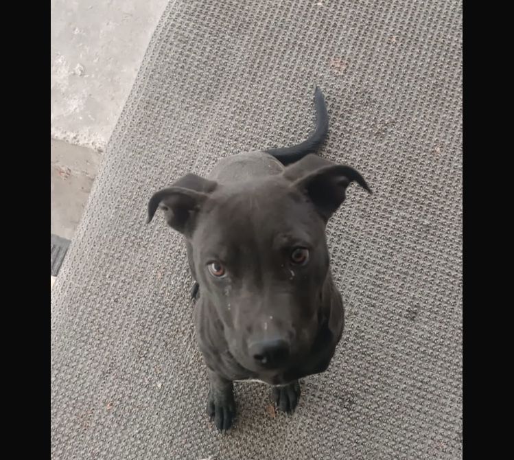 Продам щенка(девочка)