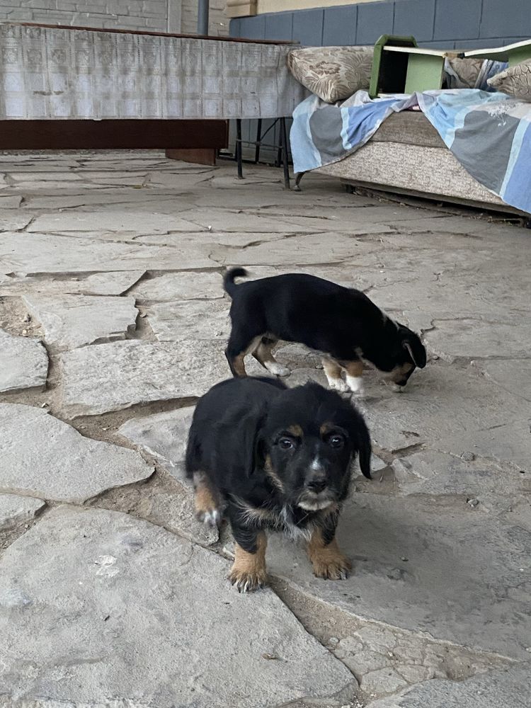 щенки бесплатно девочки