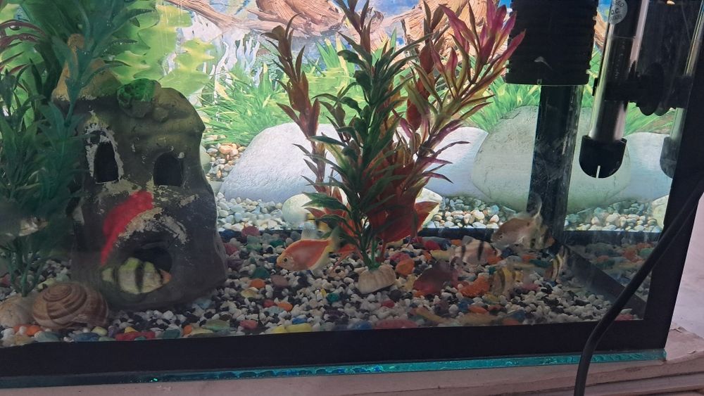 Баликлар ва аквариум,иситгич,филтр ичидаги декоративни нарсалари билан