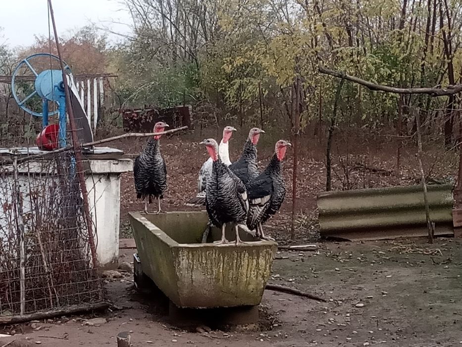 Curci și curcani de vinzare