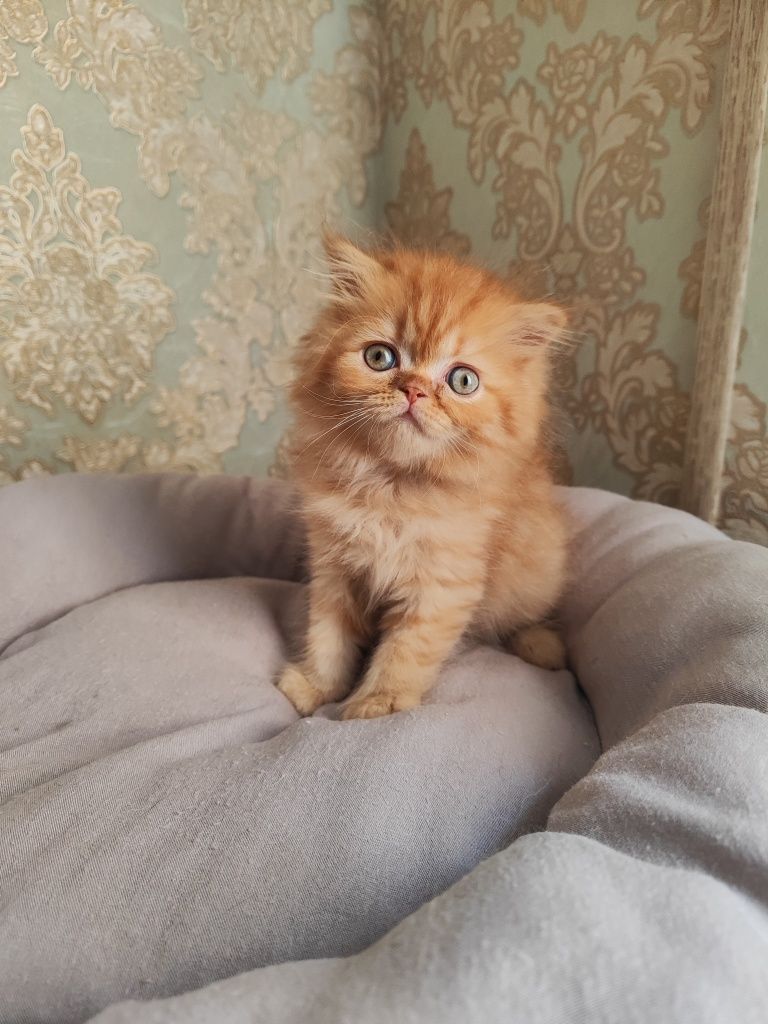 Продаются котята