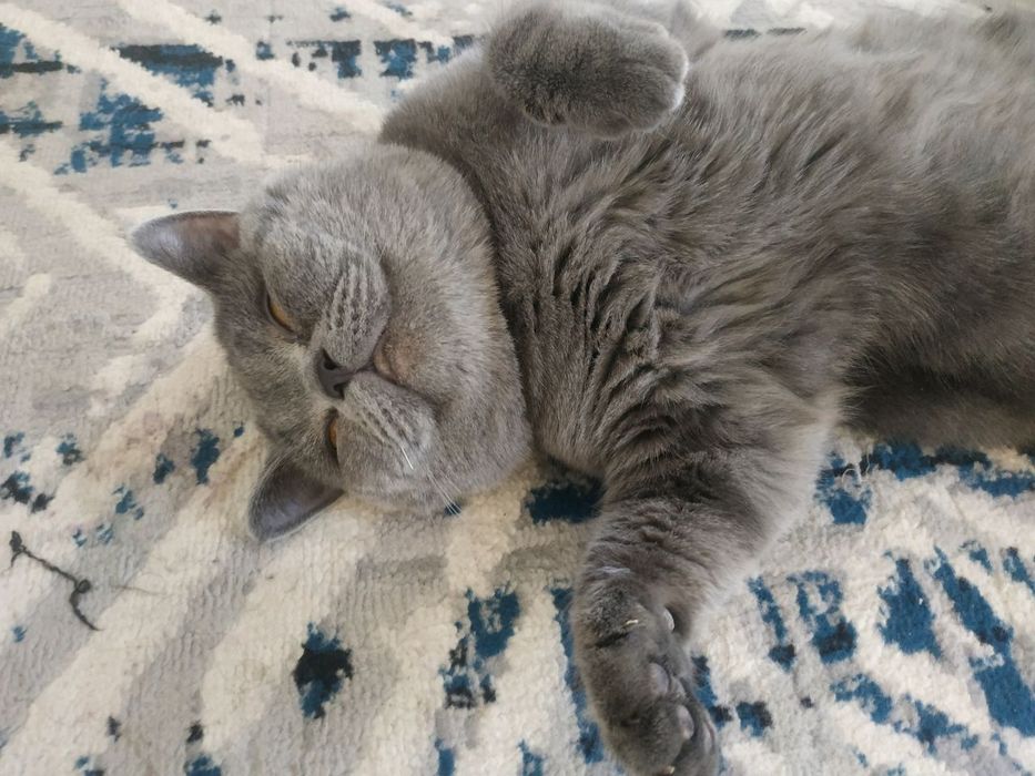 Parodali mushuk sotiladi!!!