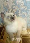 Котёнок ищет семью.
