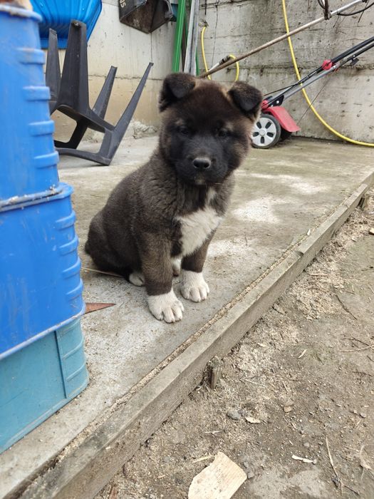 Akita American 2025