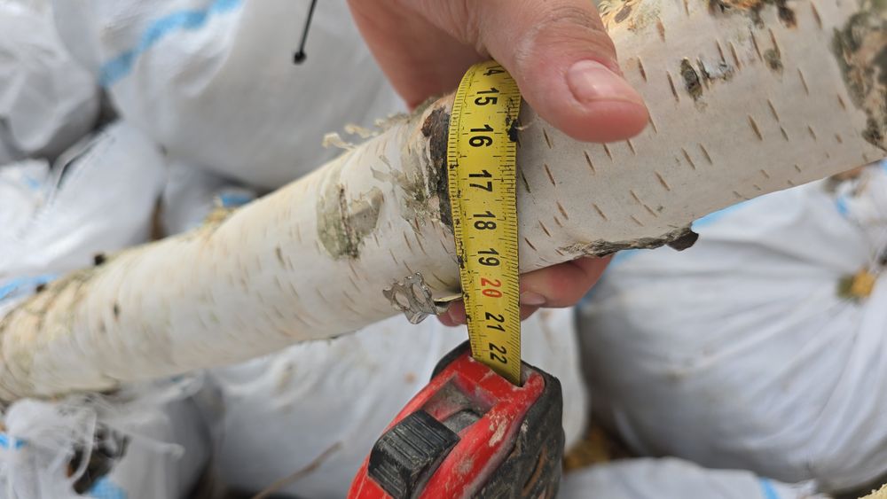 Mesteacăn tei Platan