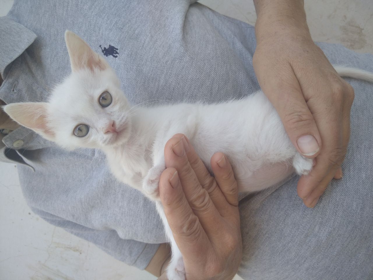 Отдам котенка в ХОРОШИЕ руки!