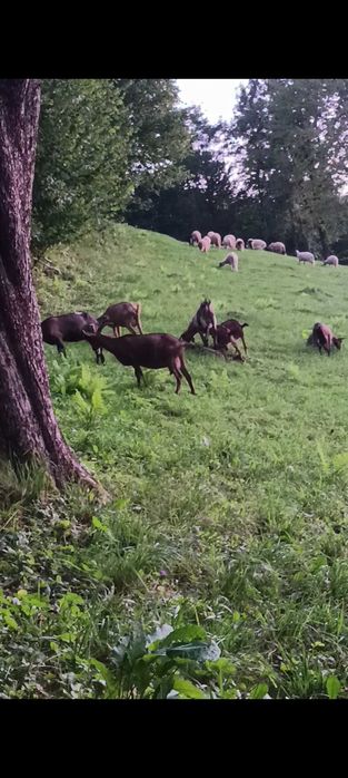 Vand capre bune de rasa și un tap de anul acesta!