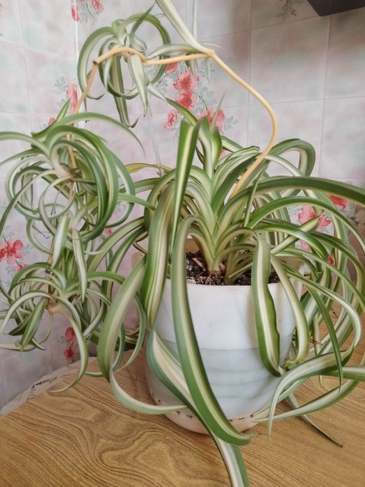 Хлорофитум кудрявый