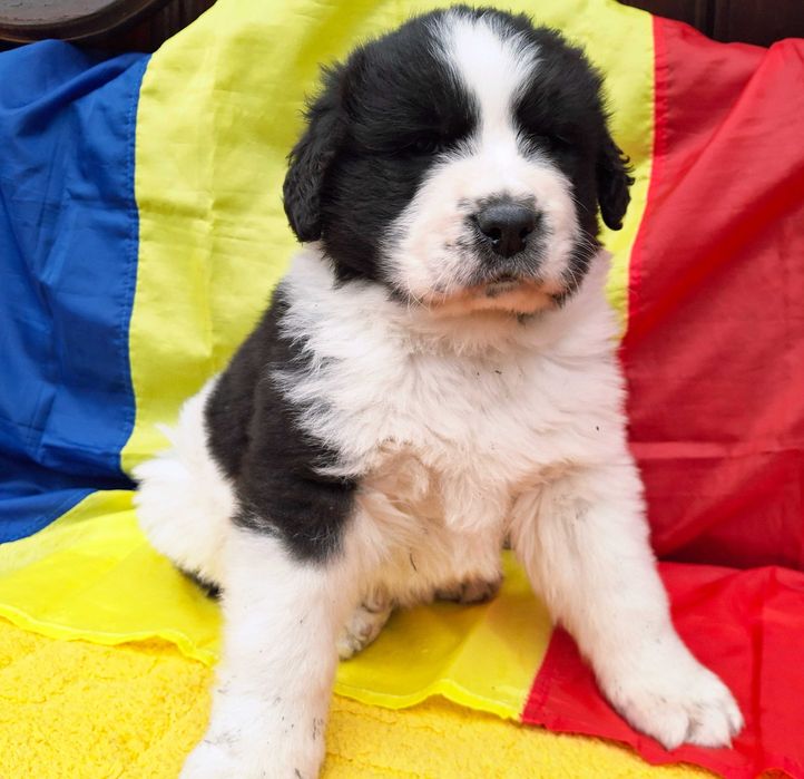 Ciobanesc De Bucovina