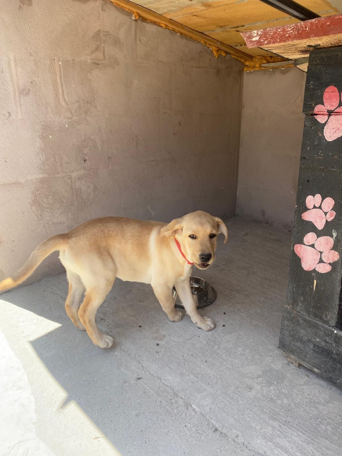 Labrador retriever cu certificat pedigri