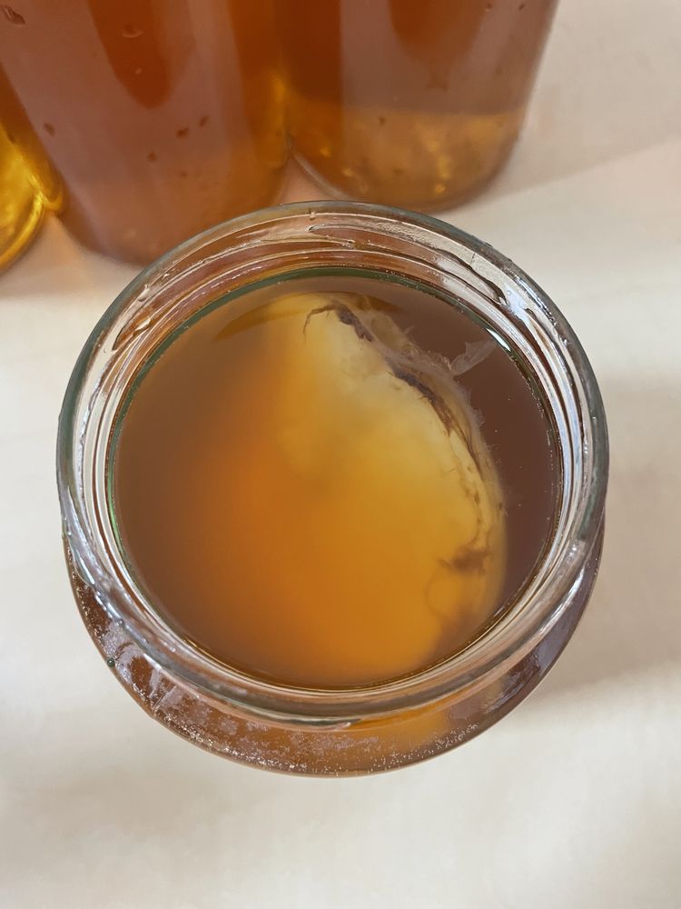 Kit  Kombucha - Ciuperca Scoby + ceai starter