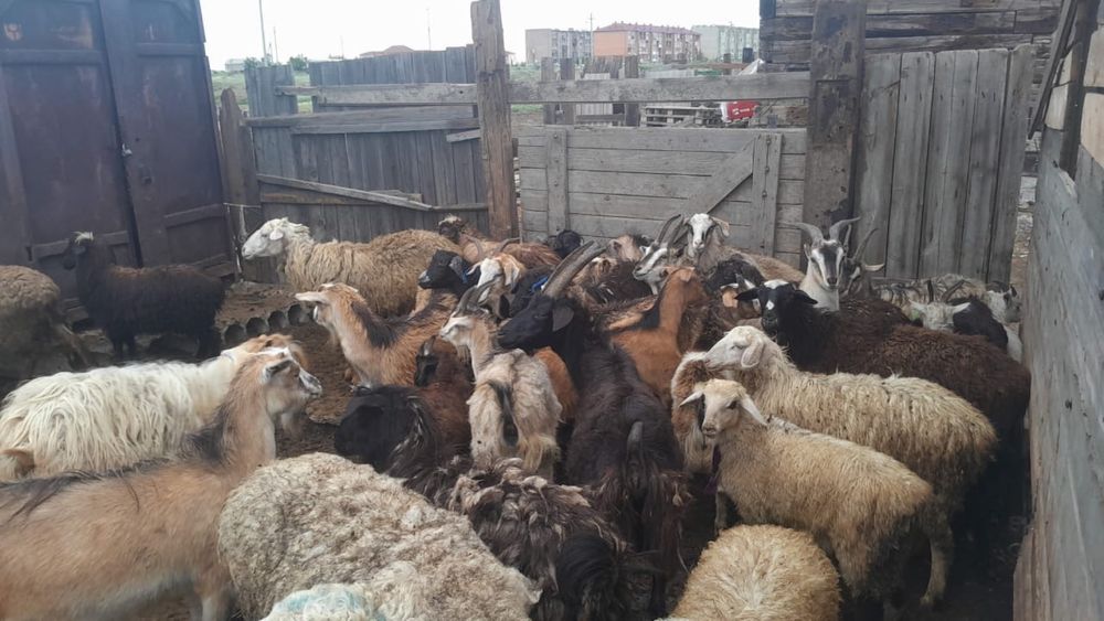 Продам коз и баранов