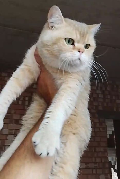 Zolatistiy Shinshila NY 11 o'g'il