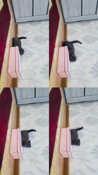 Серий скоттиш фолд ( 1 - ойлик )