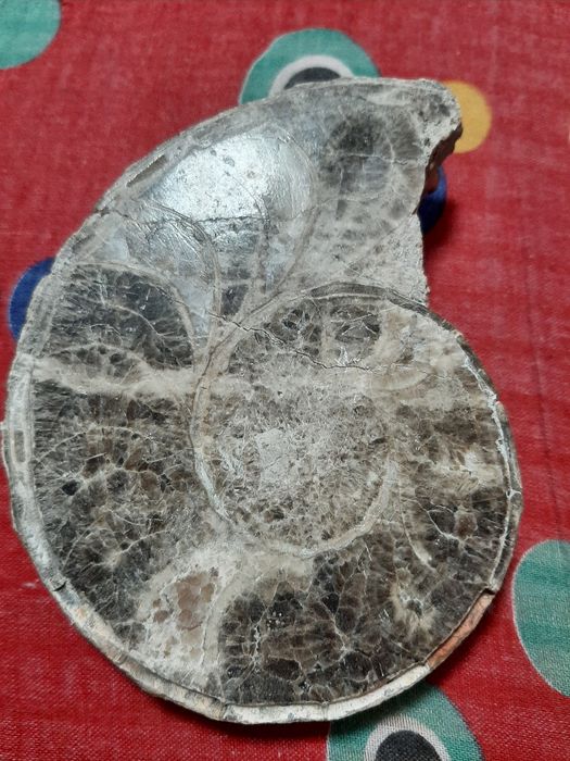 Vând piatra Amonit care aduce noroc ancestral