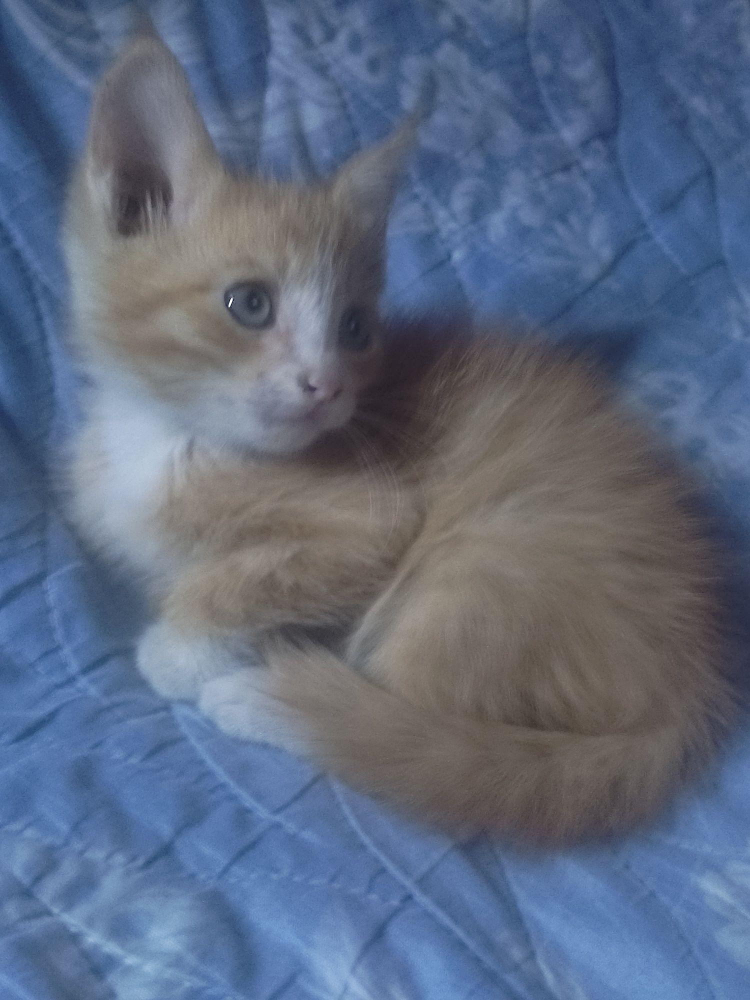 Рыженький котенок мальчик