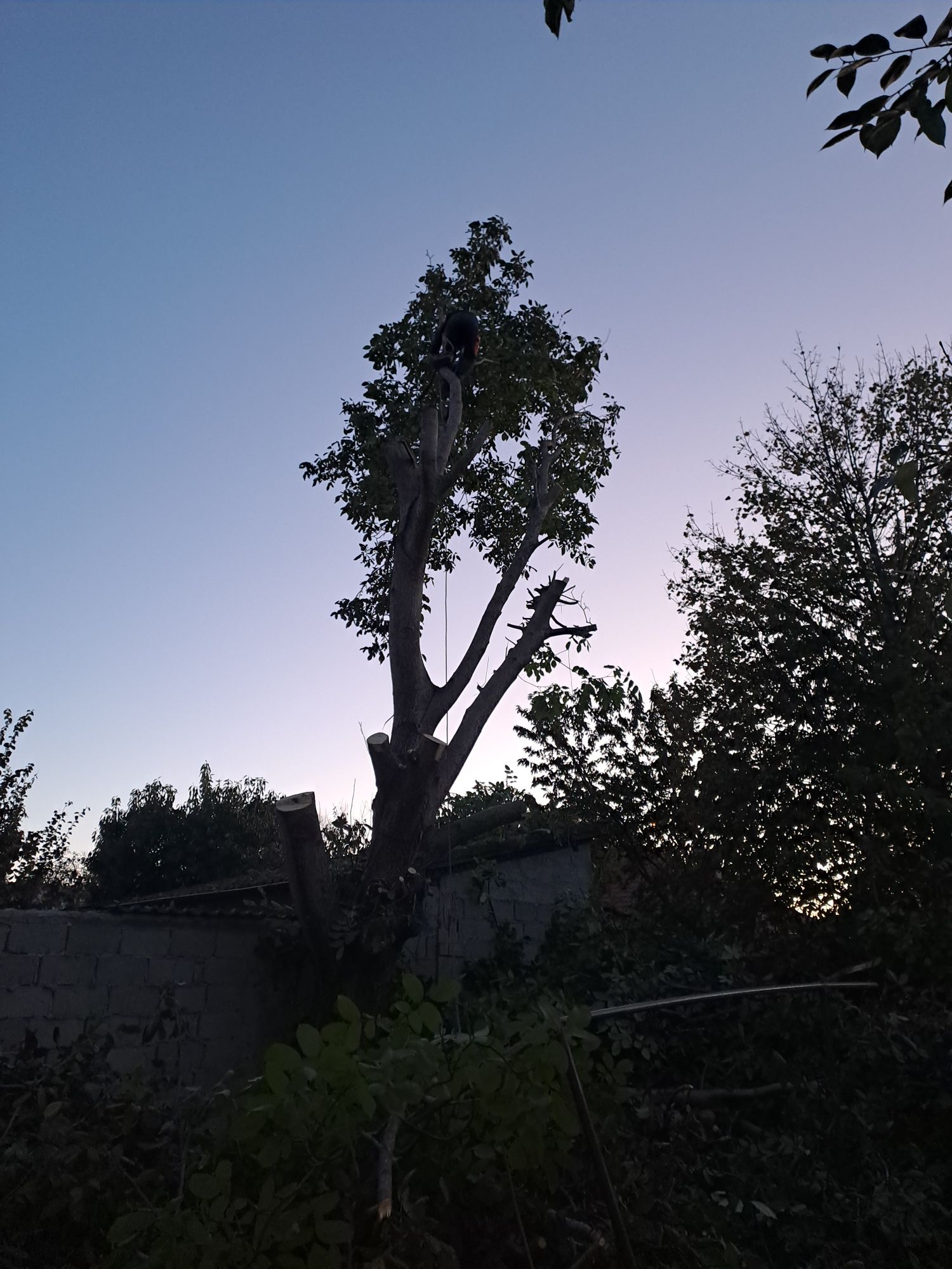 Tăiere Arbori/Toaletare/Alpinism Utilitar.