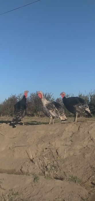 Эркак куркалар (индюклар) сотилади. Вақсина дорилари килинган. Соғлом.