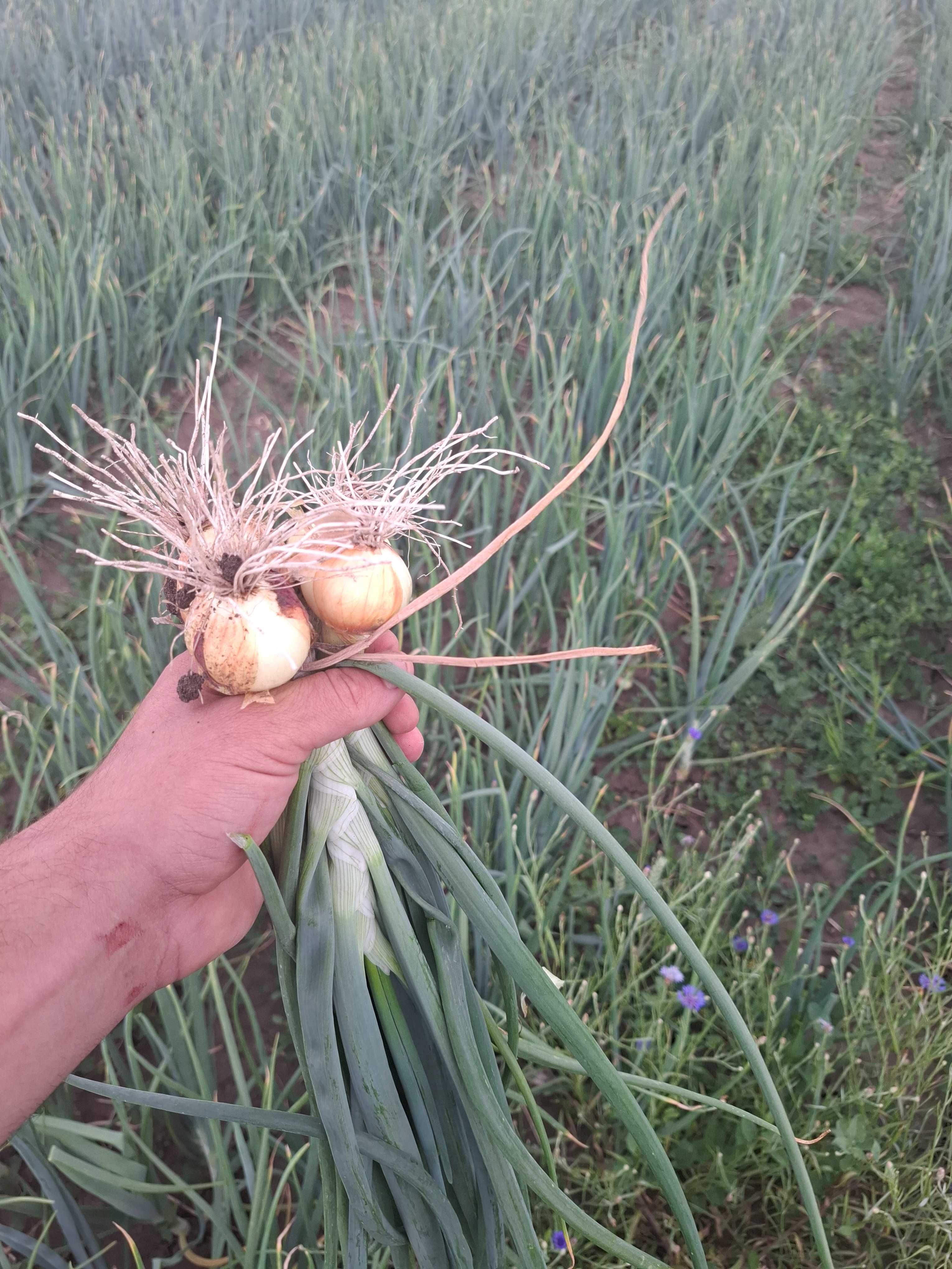 Vand ceapa verde cu bulb