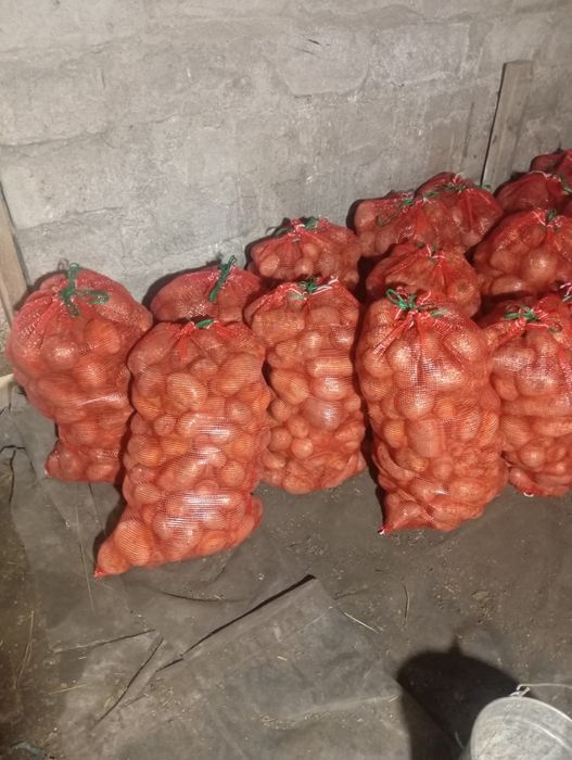 Картошка домашняя