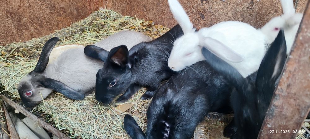 Ёш куёнчалар сотилади