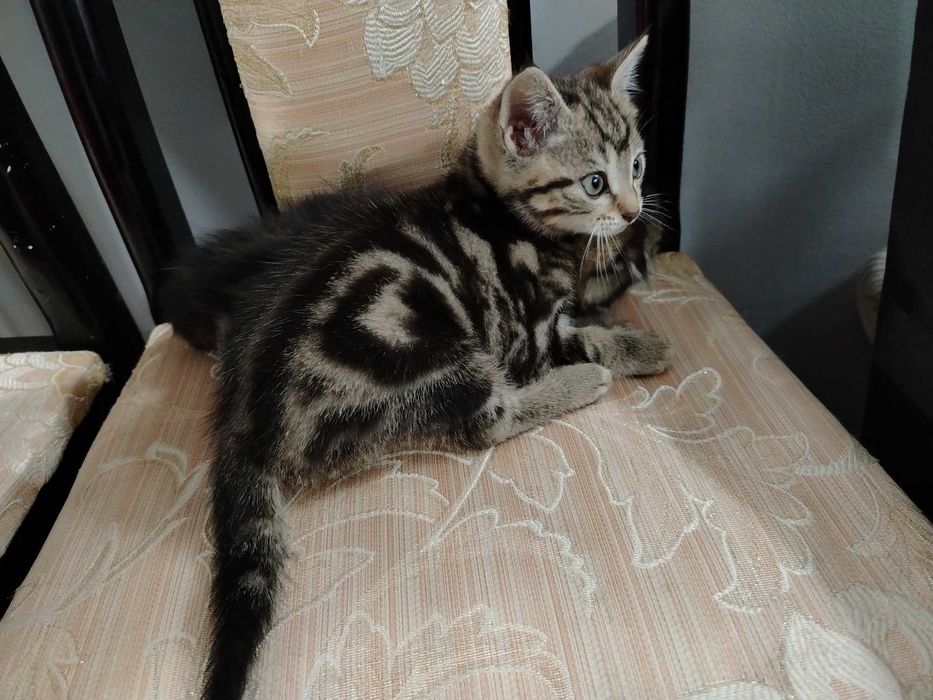 мушукчалар сотилади