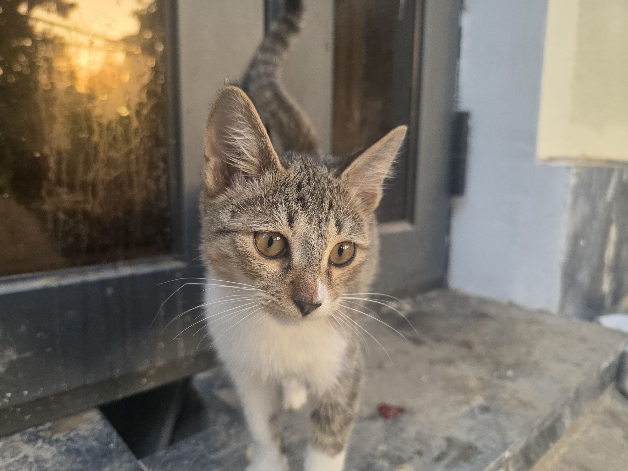 Котёнок 5 месяцев