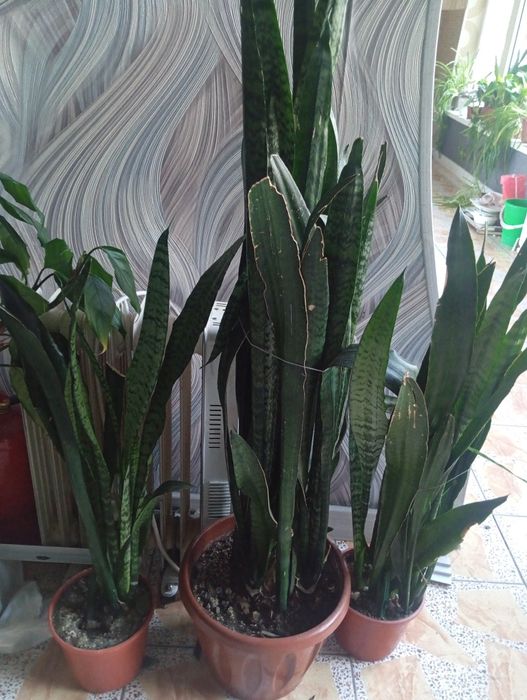 Продаются домашние и офисные цветы