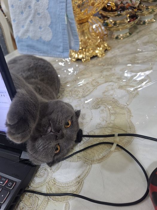 Скоттиш фолд, огил бола