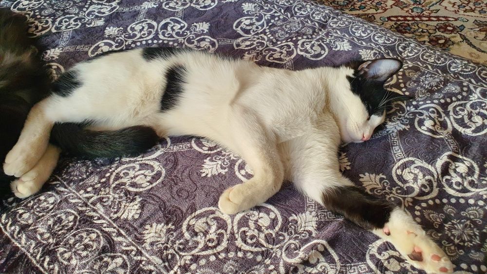 Бесплатная домашняя кошка