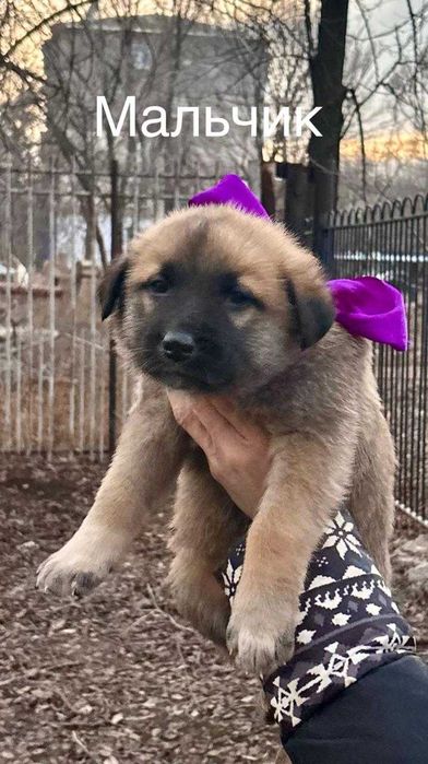 Милые карапузы ищут дом