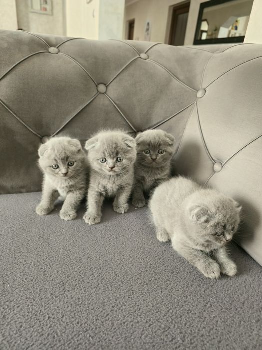 Pisicuțe Scotish fold